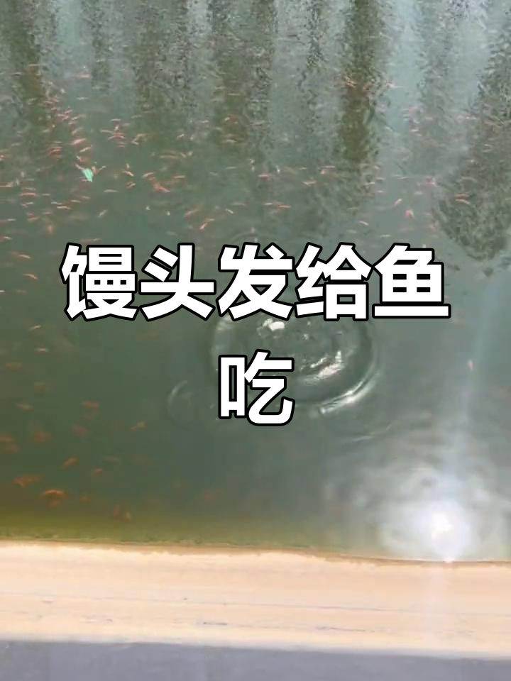 馒头喂锦鲤,鱼儿不挑食