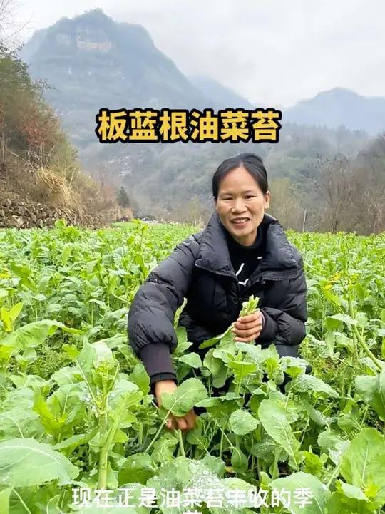大山里头的板蓝根油菜苔丰收了#记录真实生活 #我的乡村生活 #真实生活 #平平淡淡小日子 