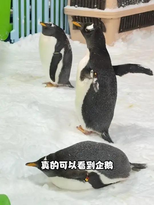在港惠极光雪域居然能看到真雪真企鹅？！