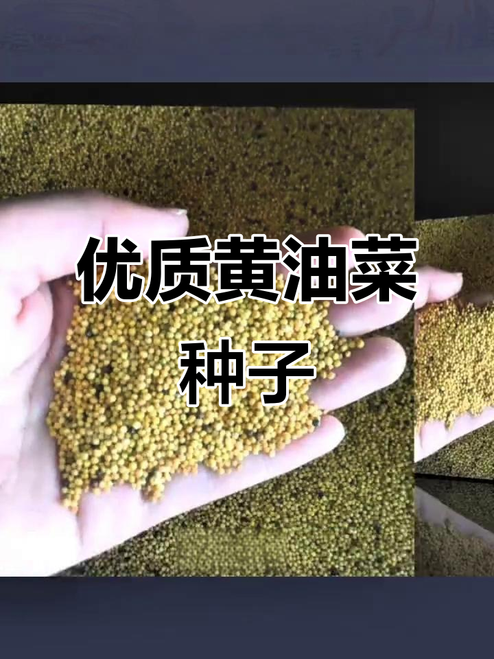 黄油菜新品种,抗病耐寒高产,矮杆设计让种植更轻松
