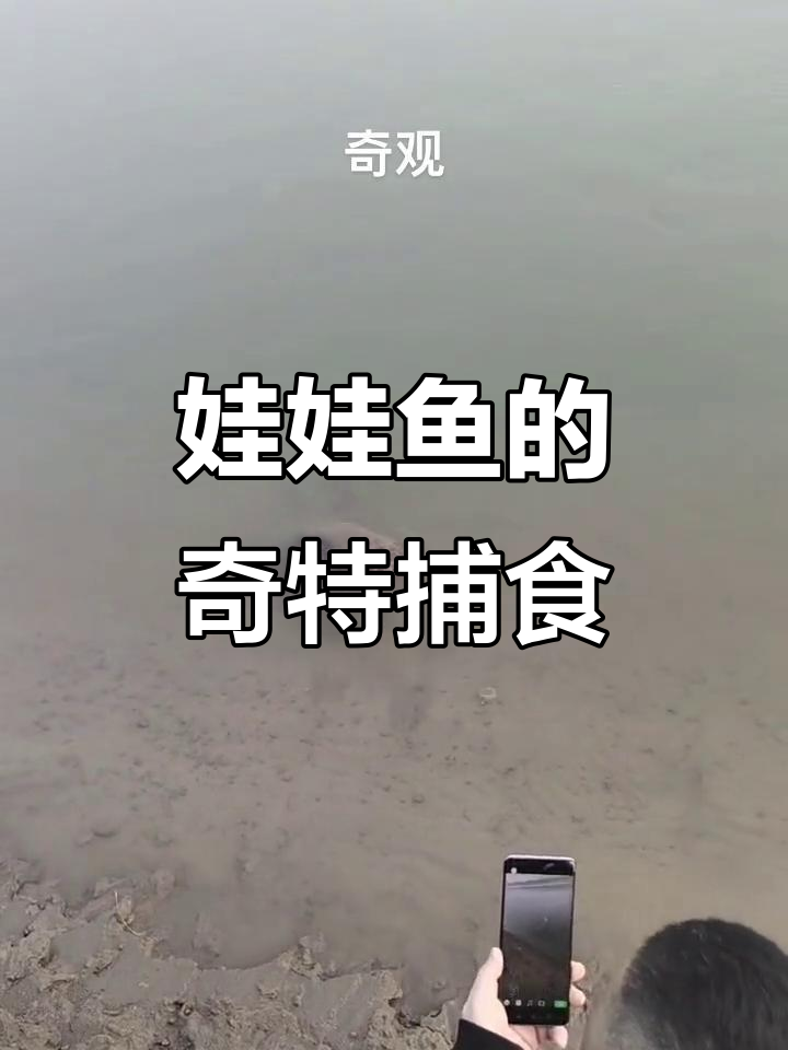 娃娃鱼捕食惊现,竟然有“小孩哭”的声音!