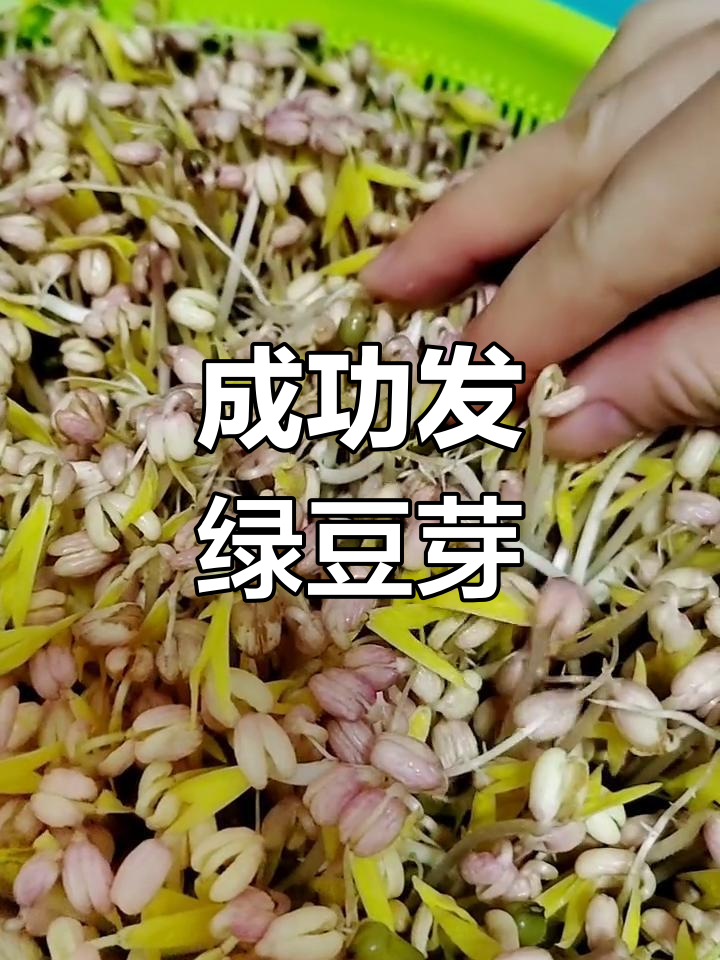 绿豆芽成长记录:6天收获满满