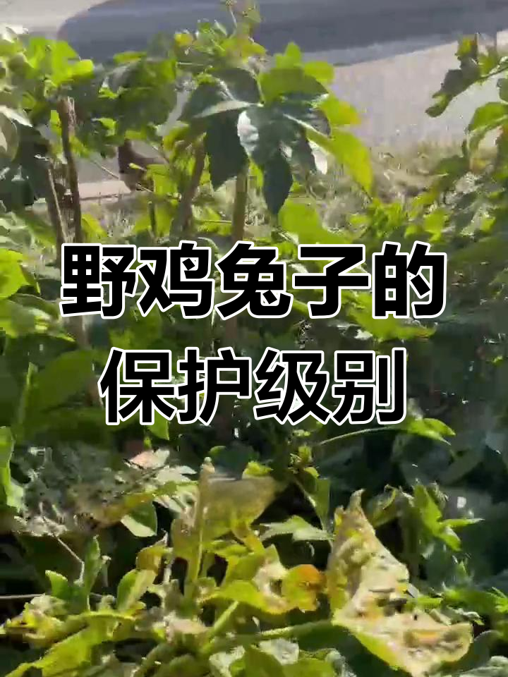 野鸡和兔子是几级保护动物?这些你都能认出来吗