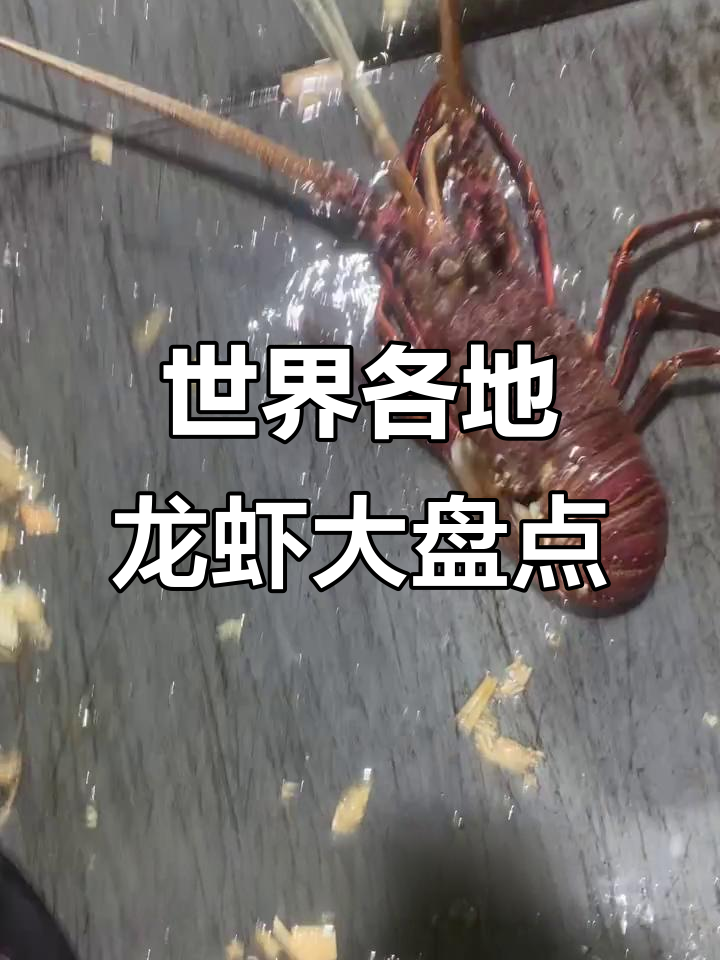 全球龙虾大揭秘,这些品种你都知道吗?