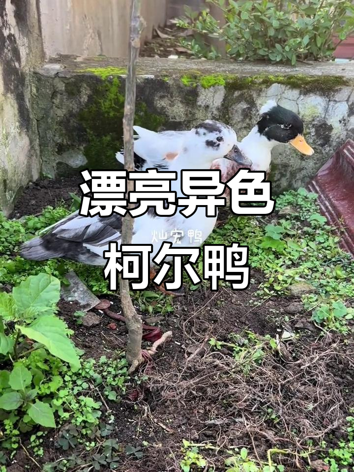异色柯尔鸭,美丽又独特