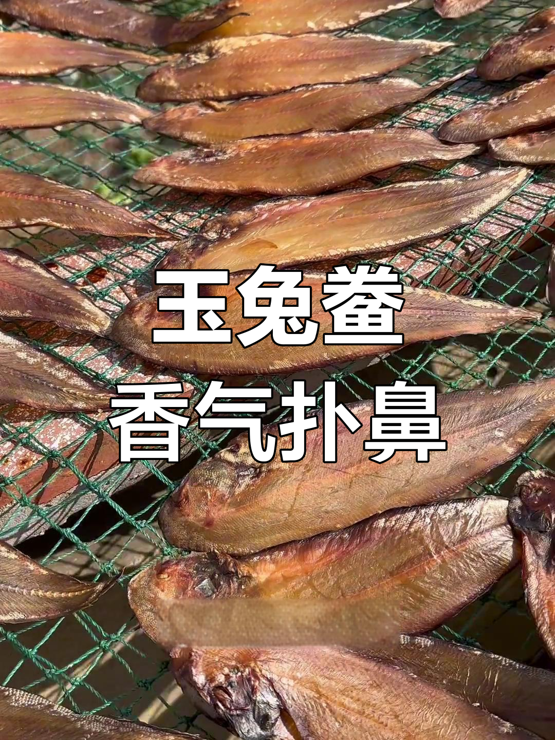 新鲜玉兔鱼,晒干蒸着吃更香