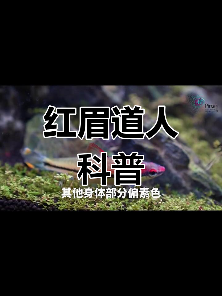 一眉道人:印度珍稀观赏鱼揭秘