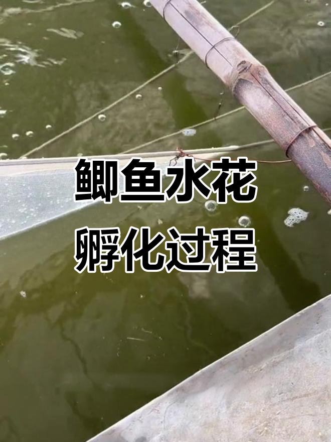 鲫鱼水花孵化全过程揭秘,人工受精与破壳细节全解析