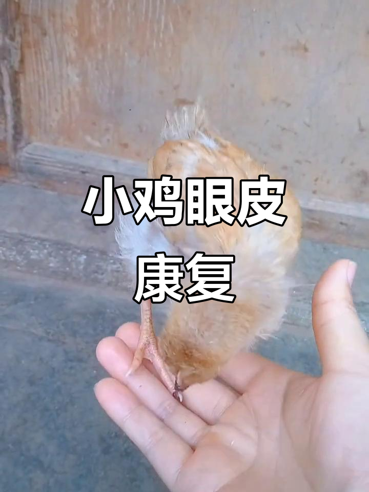 小鸡眼皮终于恢复,红肿消退,看起来精神多了!