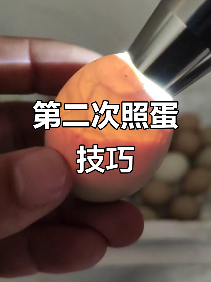 野鸡孵化14天,如何判断蛋是否发育正常?