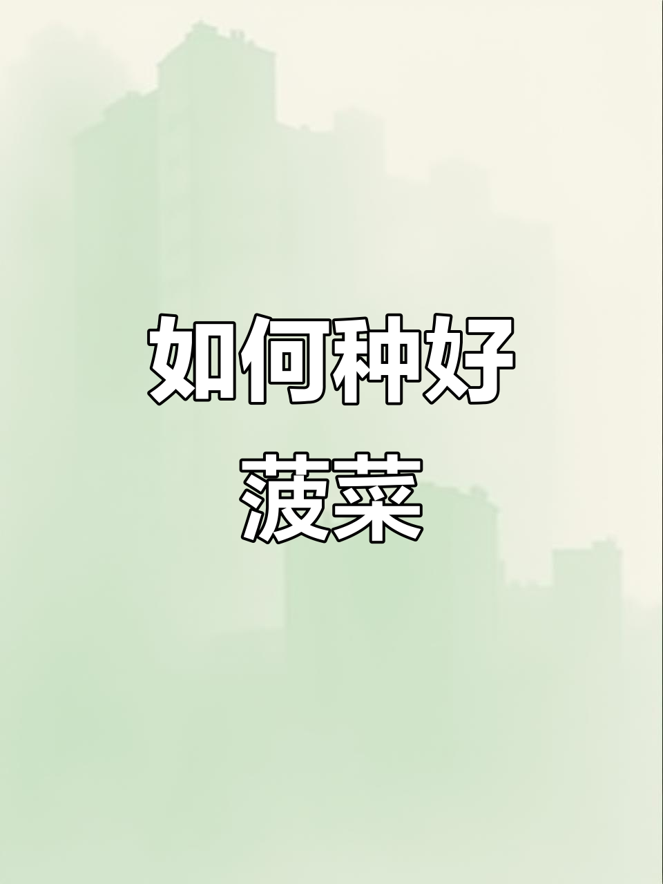 菠菜种子不发芽?这样做让它快速长出!