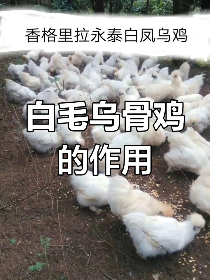 白毛乌骨鸡的营养价值与功效