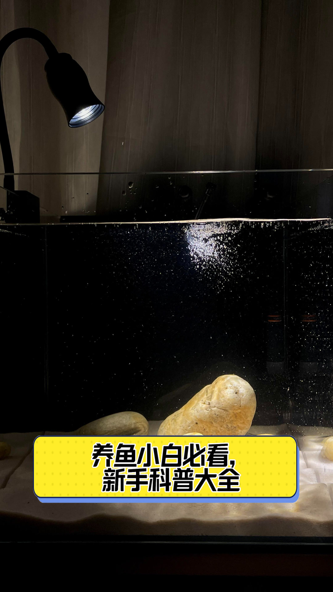 养鱼小白必看,新手科普大全