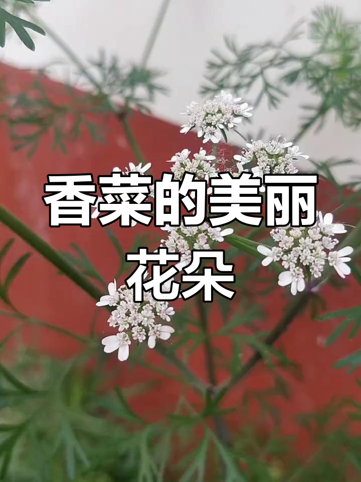 香菜开花竟如此美丽,原来它也能这么美!