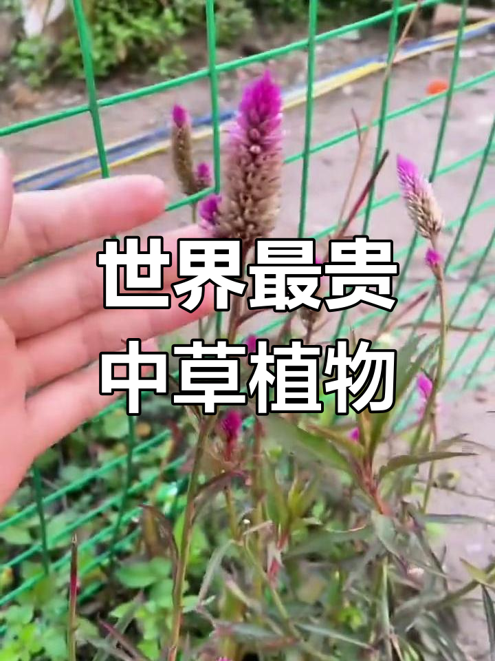 春天里的珍稀植物,你认识吗?它竟是世界上最贵的草药之一