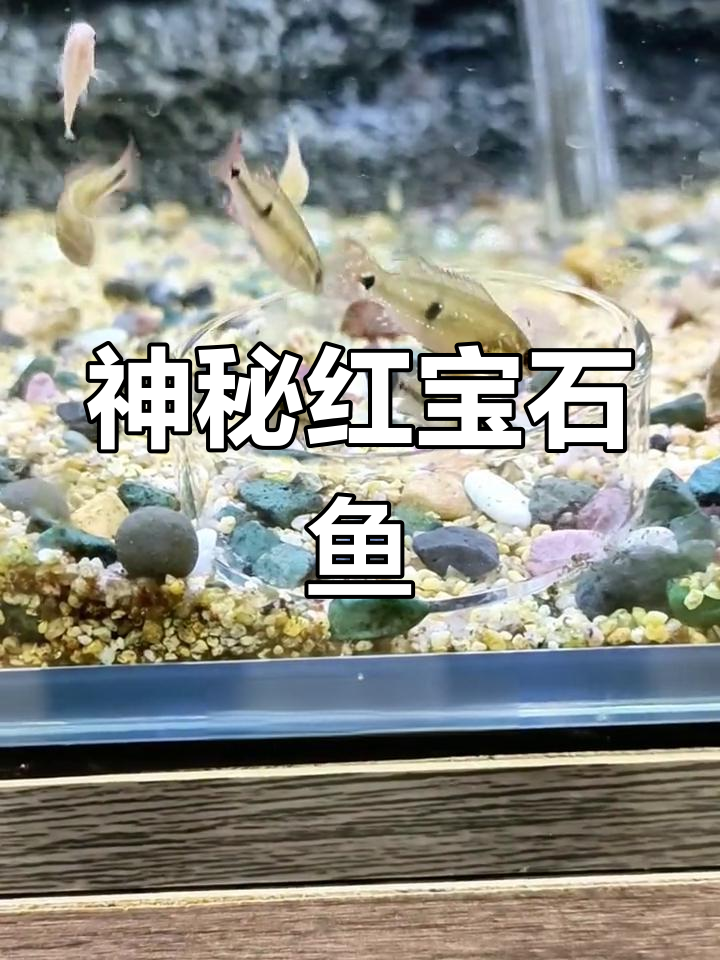 红宝石鱼苗的成长日记