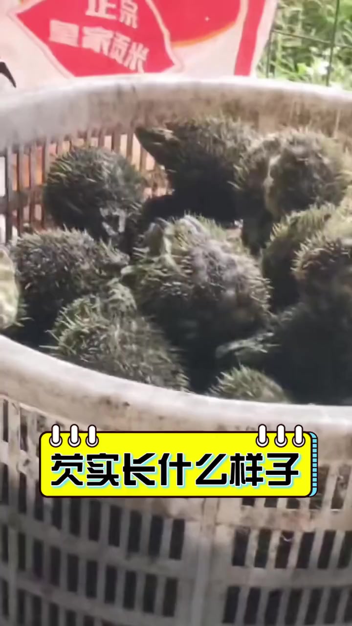 芡实长什么样子