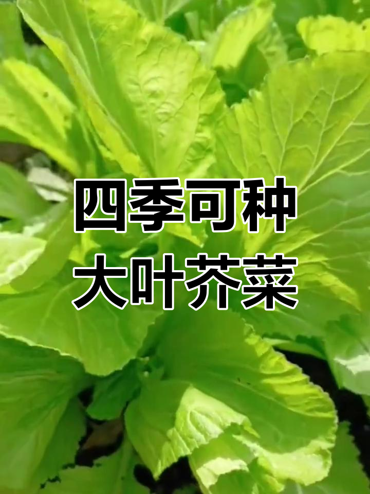 大叶甜芥菜:口感脆嫩,耐寒又耐热,南北皆宜种植