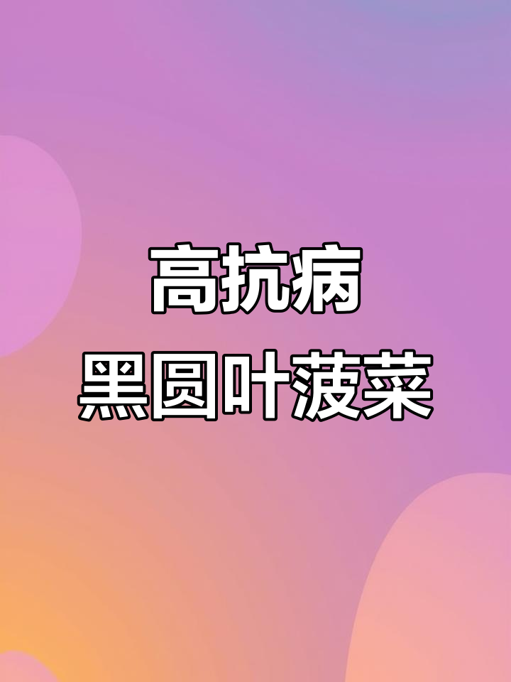 优波069黑圆叶菠菜,抗病性强、口感好,叶片厚实亮丽