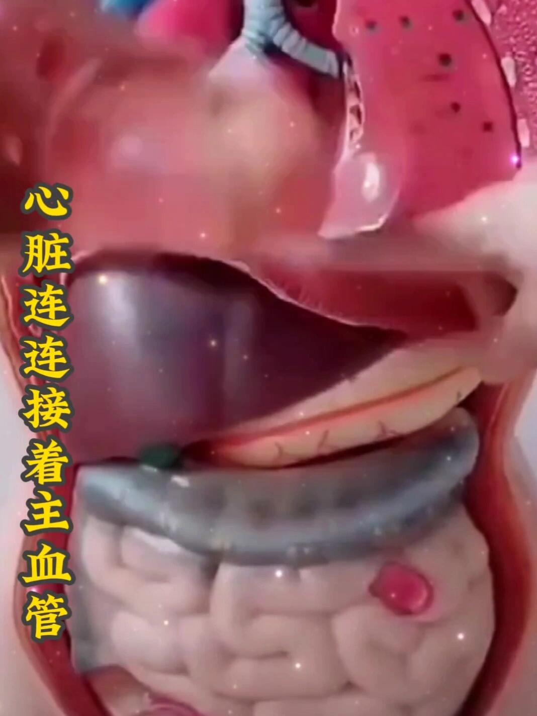健康养生知识分享,人体内脏结构视频讲解!