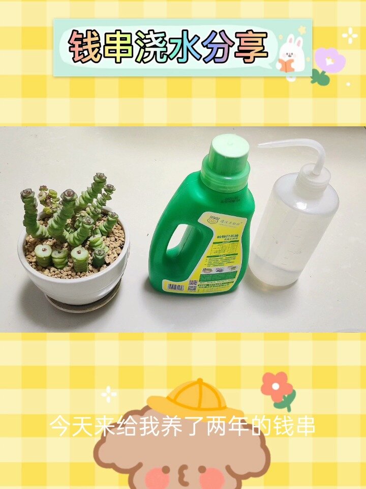 多肉养护‖钱串浇水方法分享