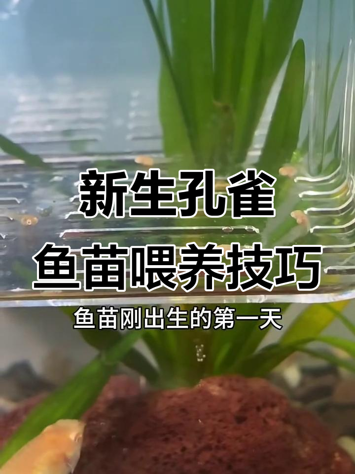 刚出生的孔雀鱼苗如何喂食？从第二天开始注意这些细节