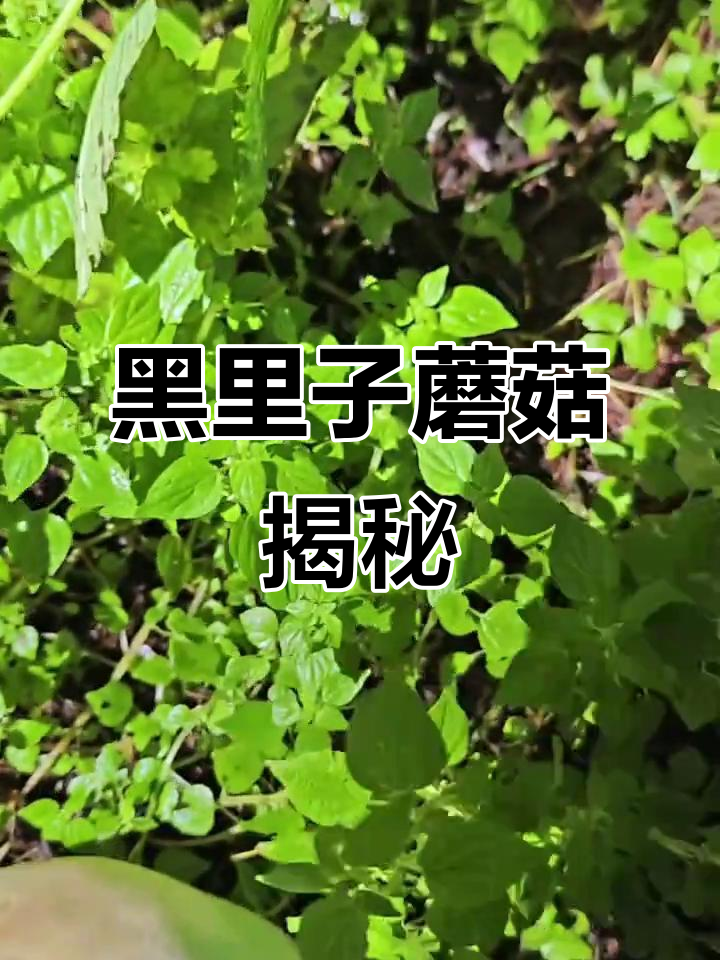 野生黑里子口蘑,鲜美又神秘
