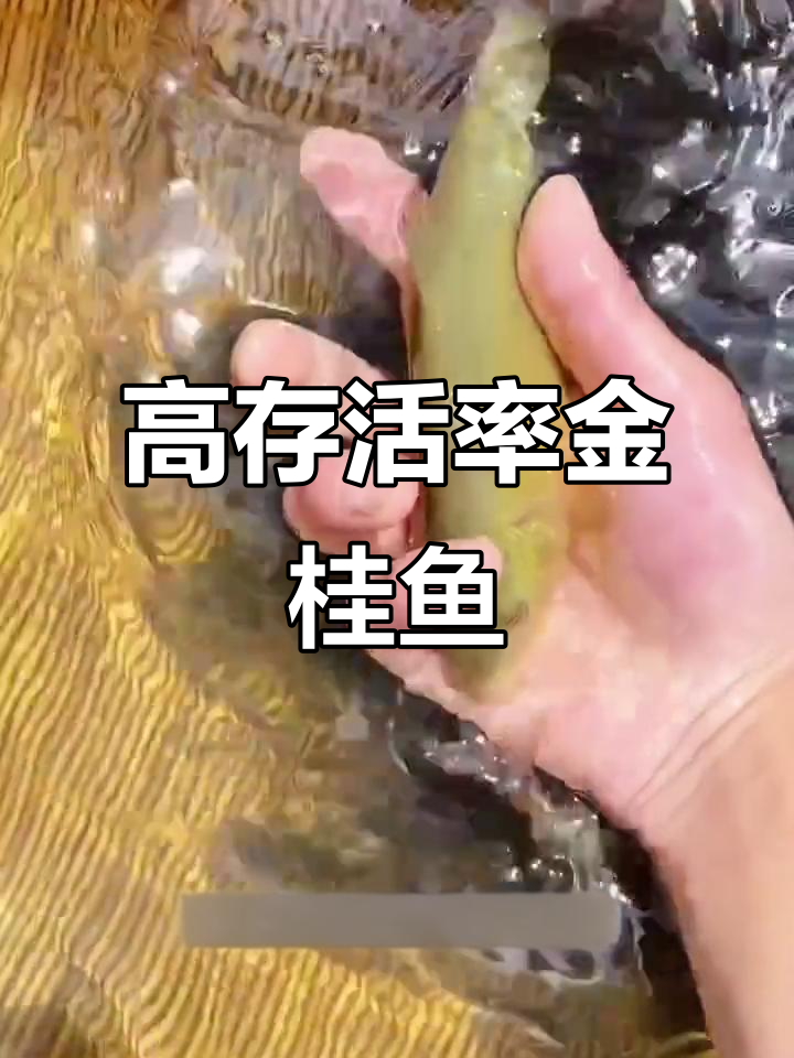 丁桂鱼苗生长迅速,水草菜叶豆麸为食,一年增重三斤