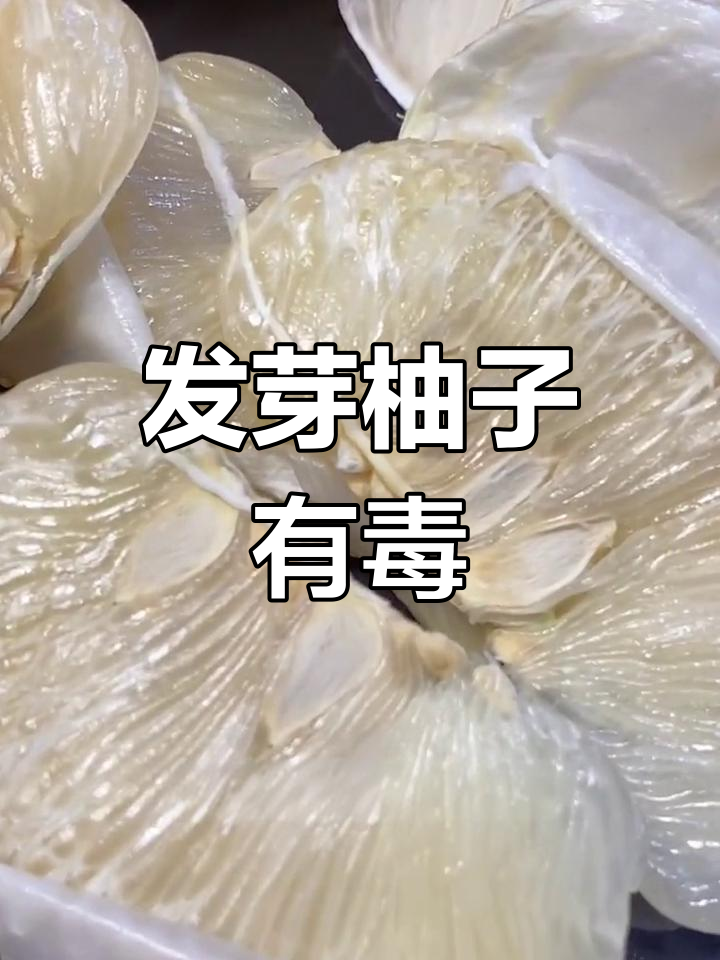 柚子发芽不能吃,小心食物中毒