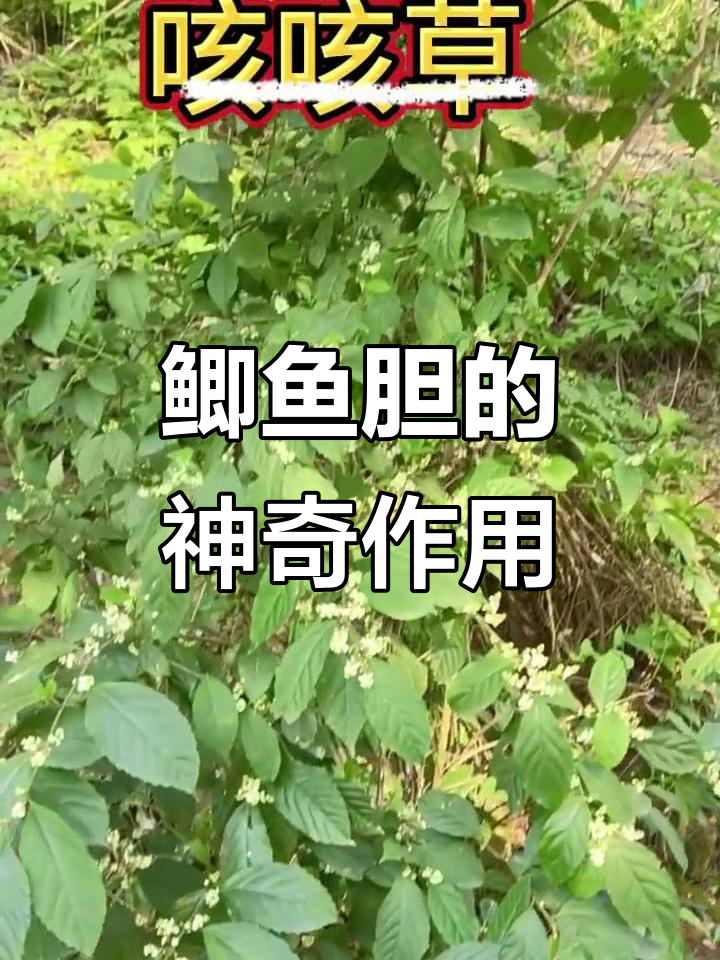 鲫鱼胆与咳咳草:你见过吗?