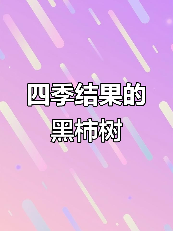 巧克力布丁黑柿:四季常绿,果实累累的果树苗