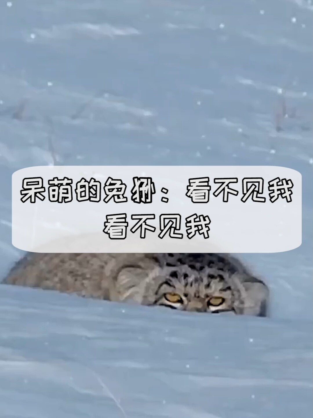 厌世的兔狲如此呆萌