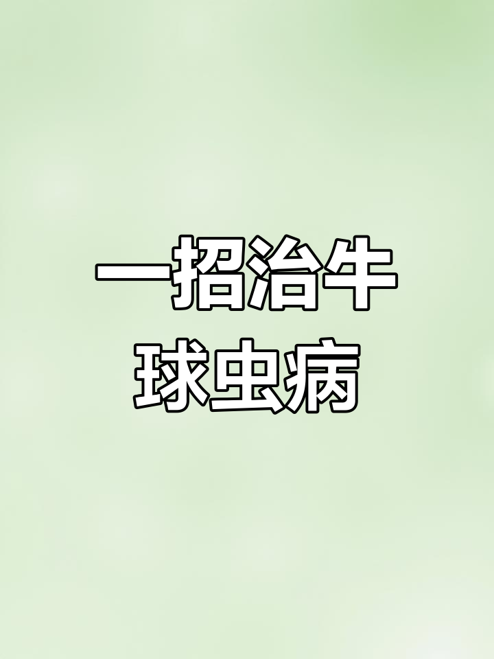 牛球虫病快速治愈法,轻松解决出血性肠炎