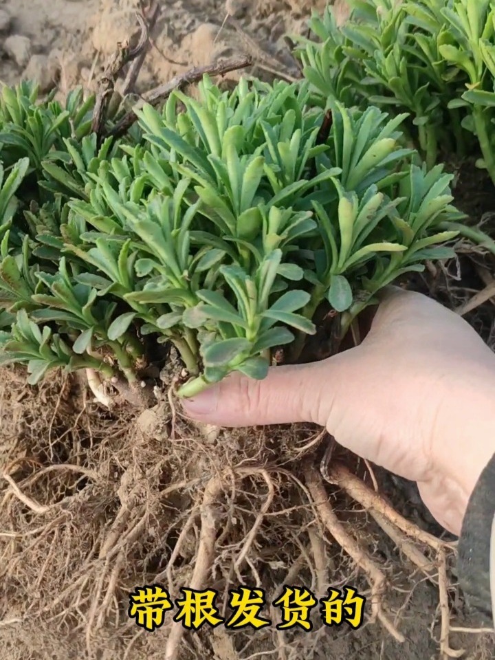 救心菜,养心又补钙,特别适合中老年人