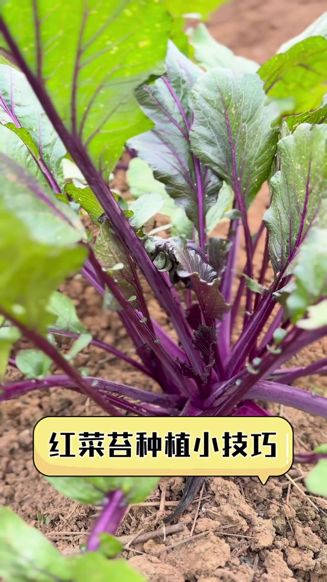 红菜苔种植小技巧