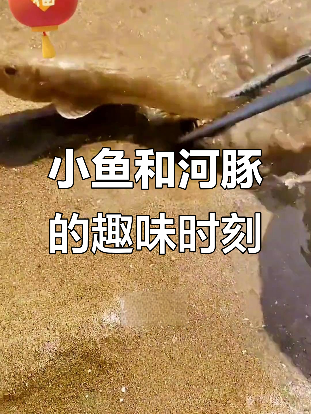 抓小鱼儿大作战，河豚生气表演绝活