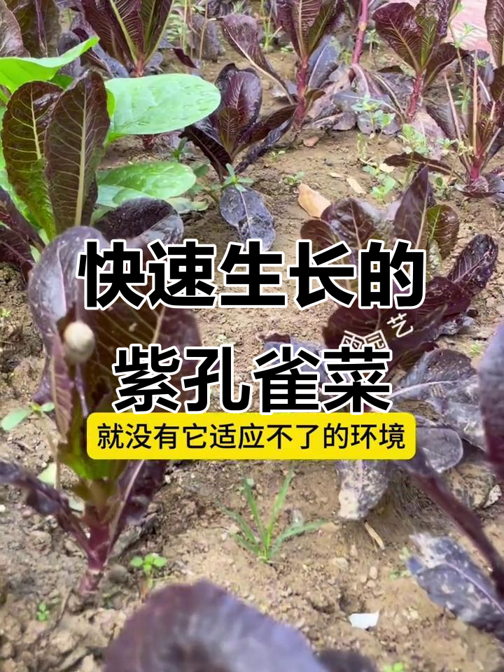 紫孔雀菜:两天发芽,二十天收获,家里种了就不吃其他青菜