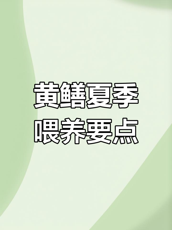 夏季黄鳝养殖技巧:饲料选择与投喂管理