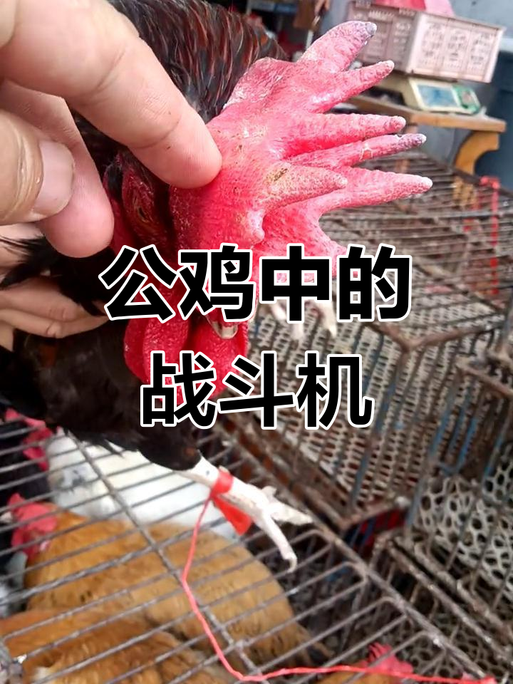 双冠老公鸡的朋友圈曝光