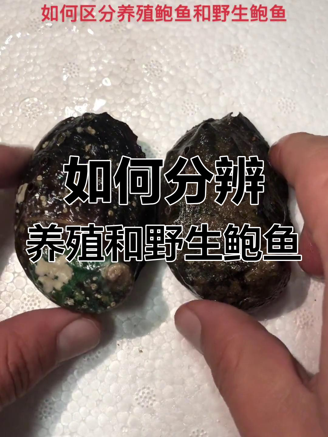 养殖鲍鱼与野生鲍鱼的辨别技巧,教你如何区分