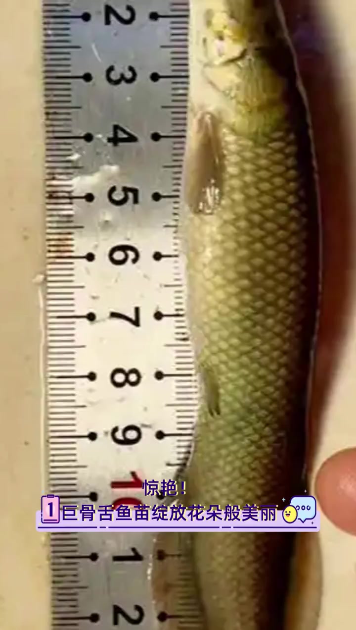 惊艳!巨骨舌鱼苗绽放花朵般美丽