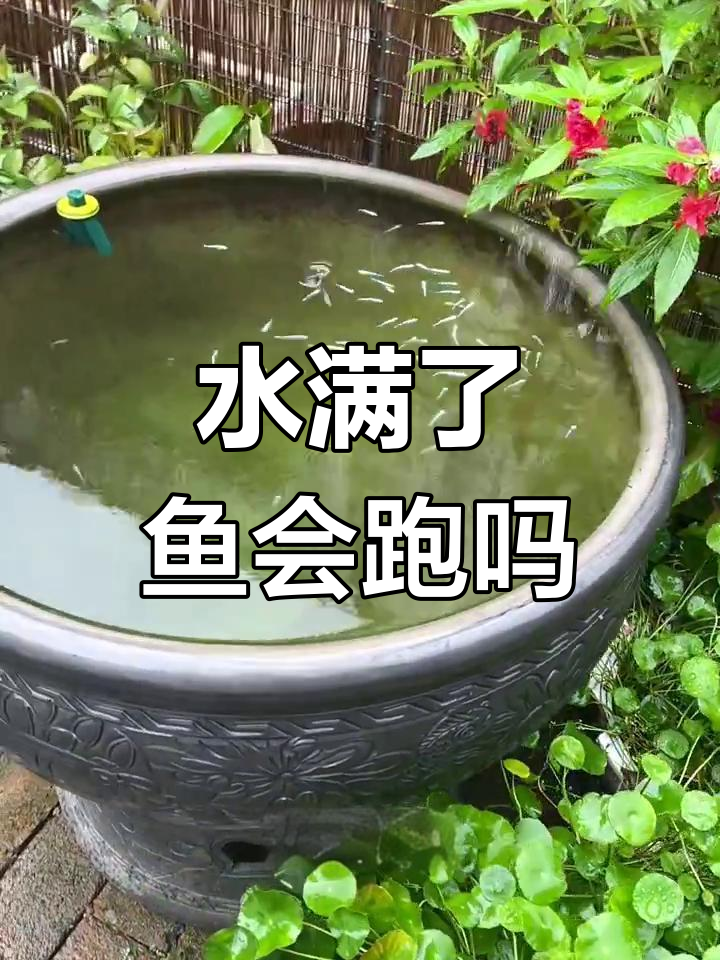 雨天水满怎么办?鱼卵发霉如何处理