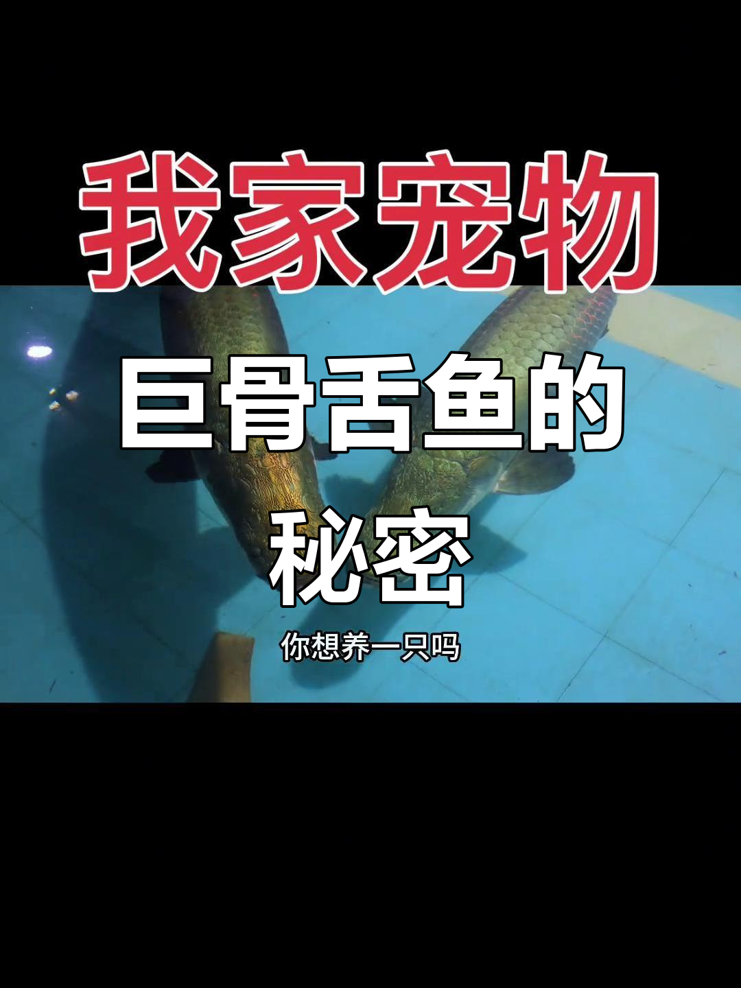 巨骨蛇鱼:淡水中的“龙”与猎食者