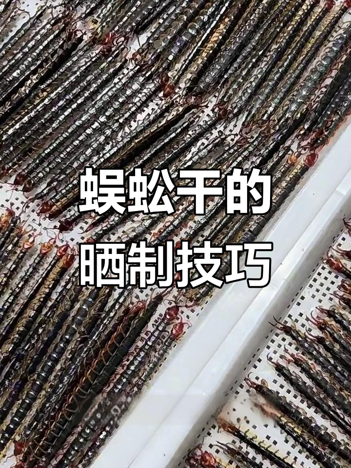 蜈蚣干制作揭秘:如何保持颜色鲜艳和干燥均匀