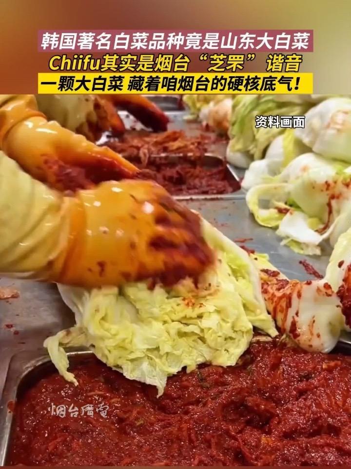 原来韩国大名鼎鼎的白菜品种Chiifu,源头居然是咱烟台芝罘的大白菜本菜!万万没想到 烟台