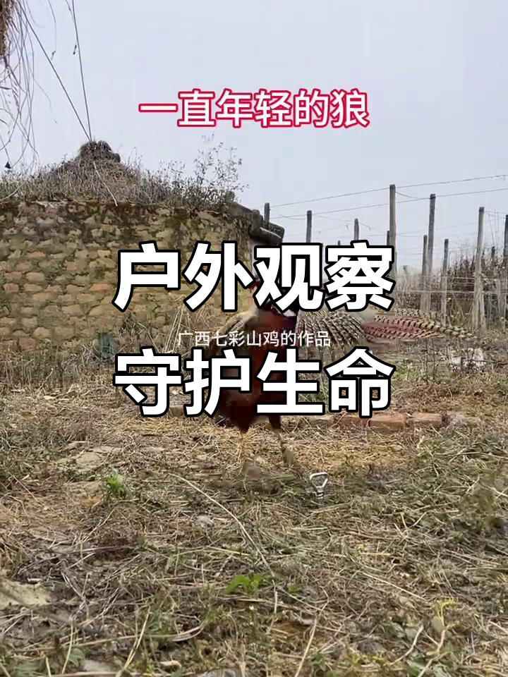 保护动物,从观察开始:七彩山鸡与鸡胚的故事