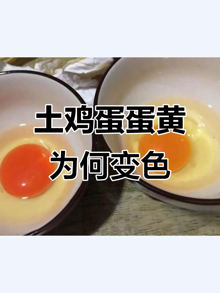土鸡蛋蛋黄颜色变深?真相竟是这样!