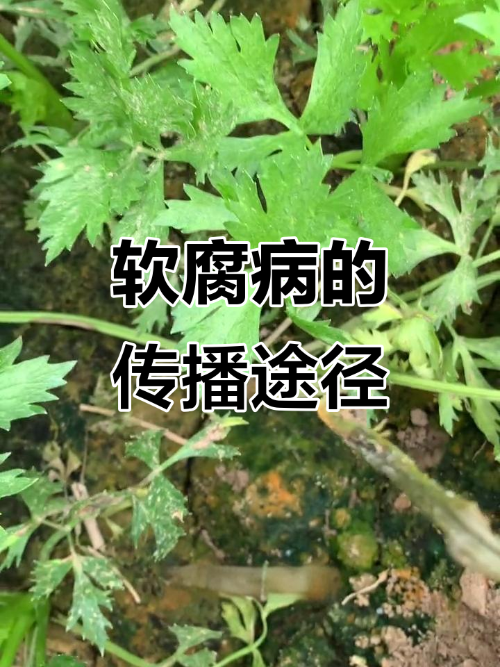 软腐病通过伤口侵入，危害多种蔬菜