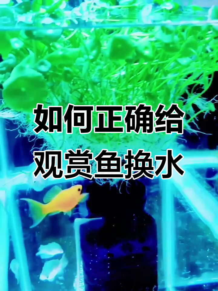 观赏鱼换水频率全攻略,如何避免细菌滋生