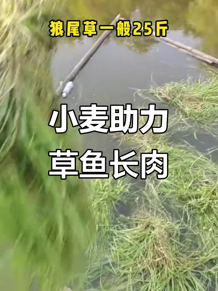 草鱼喂小麦,生长更快更健康